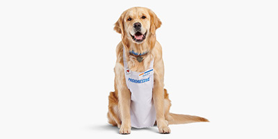 A golden retriever wearing a collar and a Progressive apron with a name tag reading 