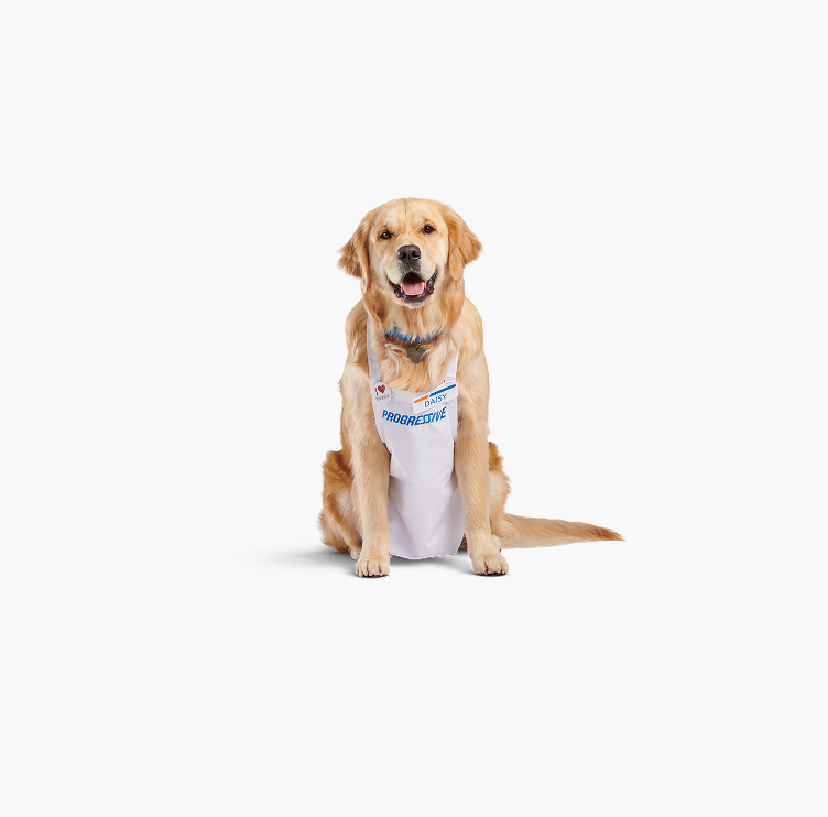 A golden retriever wearing a collar and a Progressive apron with a name tag reading 